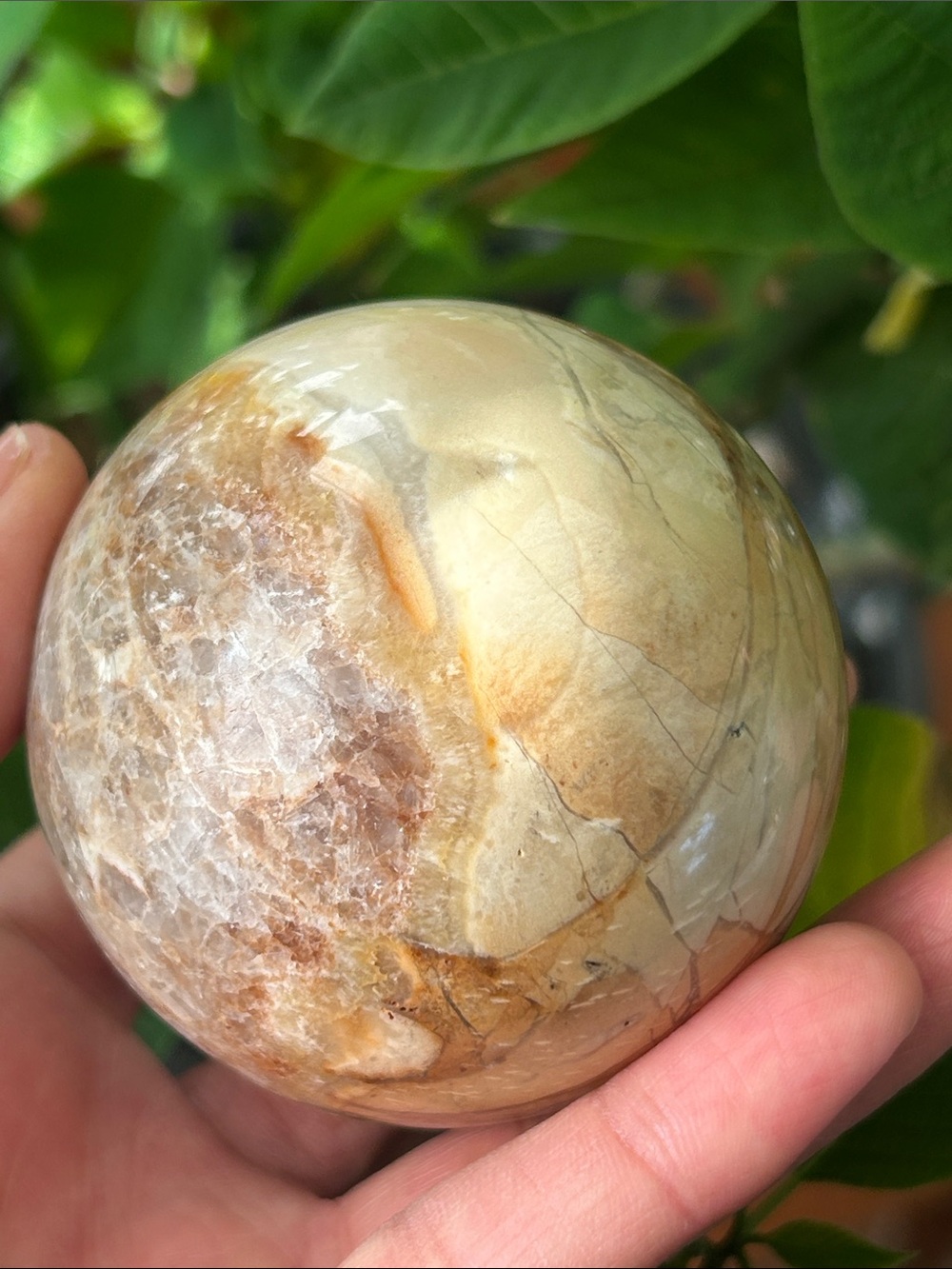💎 64mm Polished Petrified Wood Sphere
